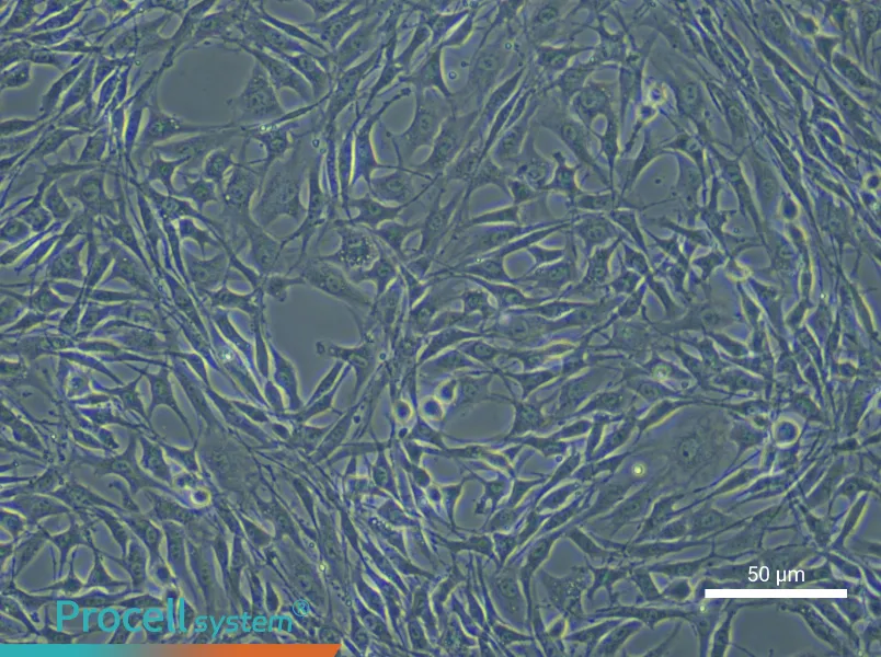 Rat Bone Marrow Mesenchymal Stem Cells - 8