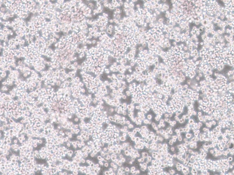 CTLL-2 Cell Complete Medium - 2