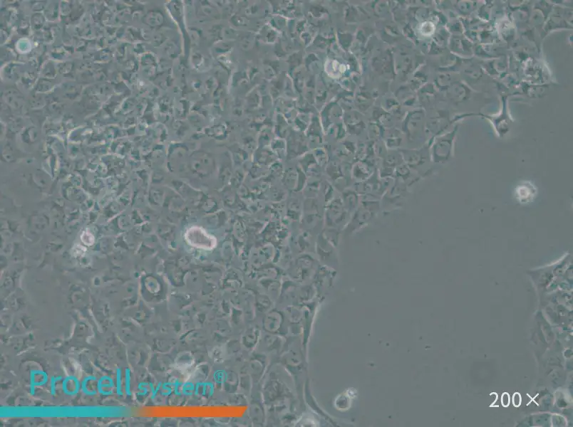 SAS Cell Complete Medium - small - 4
