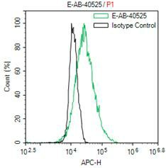Flag-Tag Monoclonal Antibody - 2