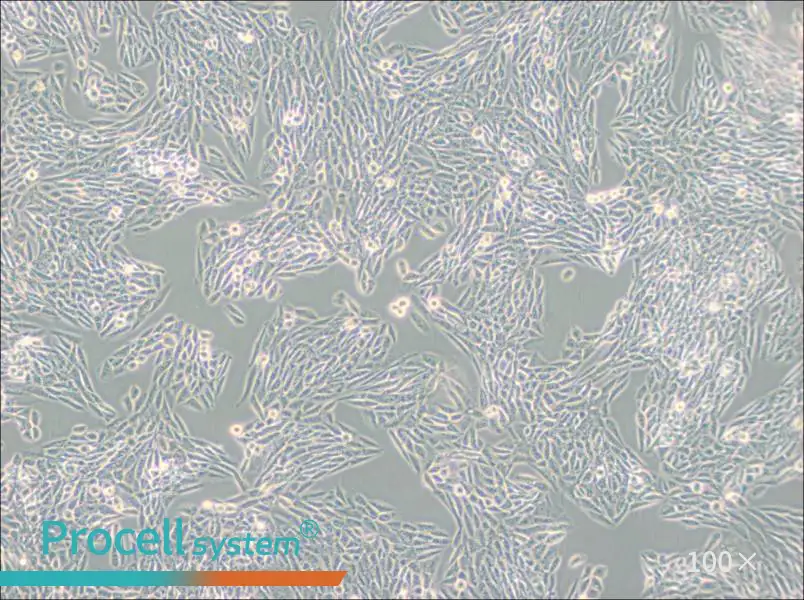 Lec1 [Pro-5WgaRI3C] Cell Complete Medium - 1