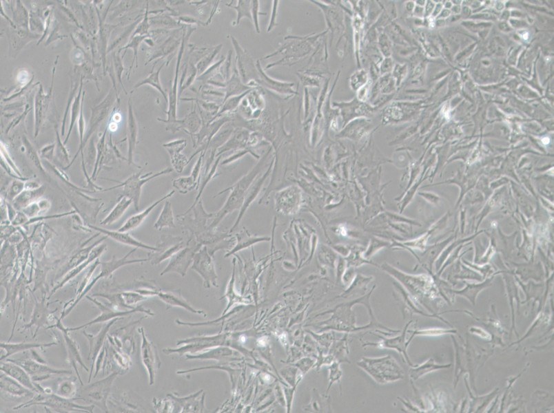 NCI-H1648 Cell Complete Medium - small - 3