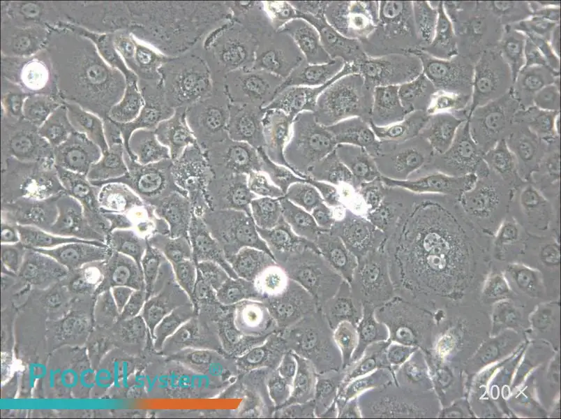 HSC-2 Cell Complete Medium - small - 4