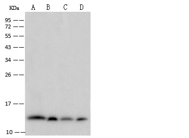 Beta-2 microglobulin/B2M Monoclonal Antibody - small - 5