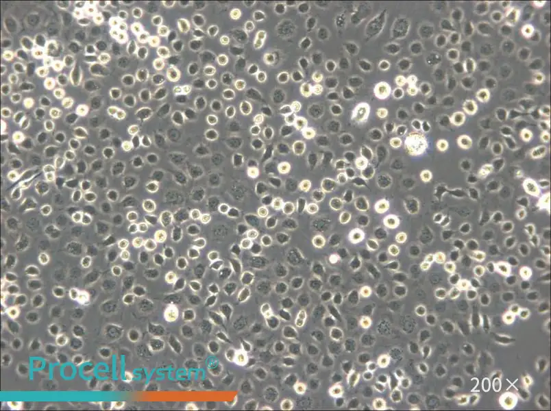 C6/36 [Clone C6/36] Cell Complete Medium - small - 6