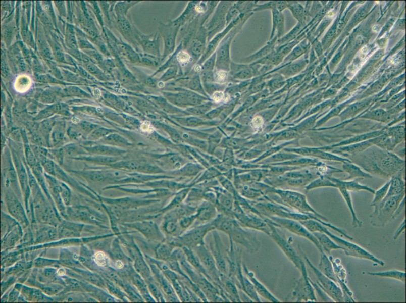 C2C12 Cell Complete Medium - small - 5