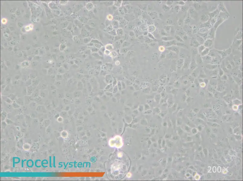 HaK Cell Complete Medium - 5