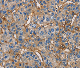 CD54 Polyclonal Antibody - 3