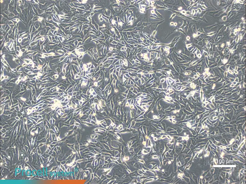 NCI-H596NCI-H596 - 2
