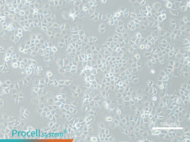JAR Cell Complete Medium - 2