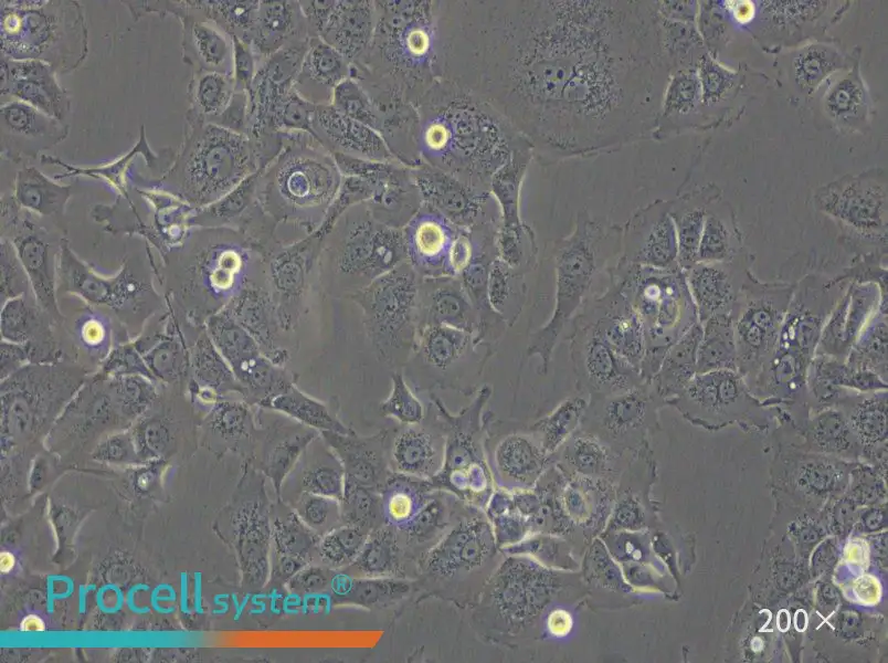 SW 1990 (L15) Cell Complete Medium - 5