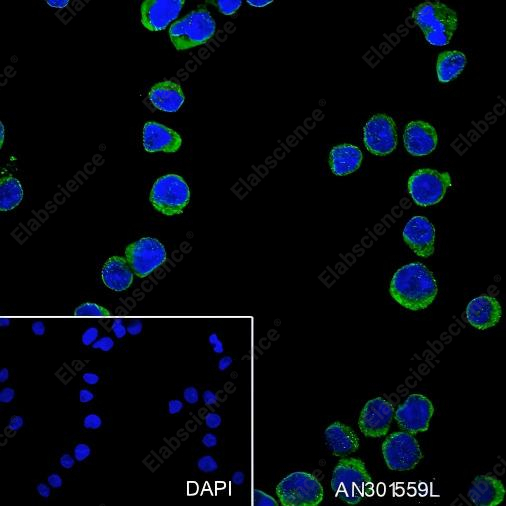 Recombinant Human IgD Monoclonal Antibody - 4