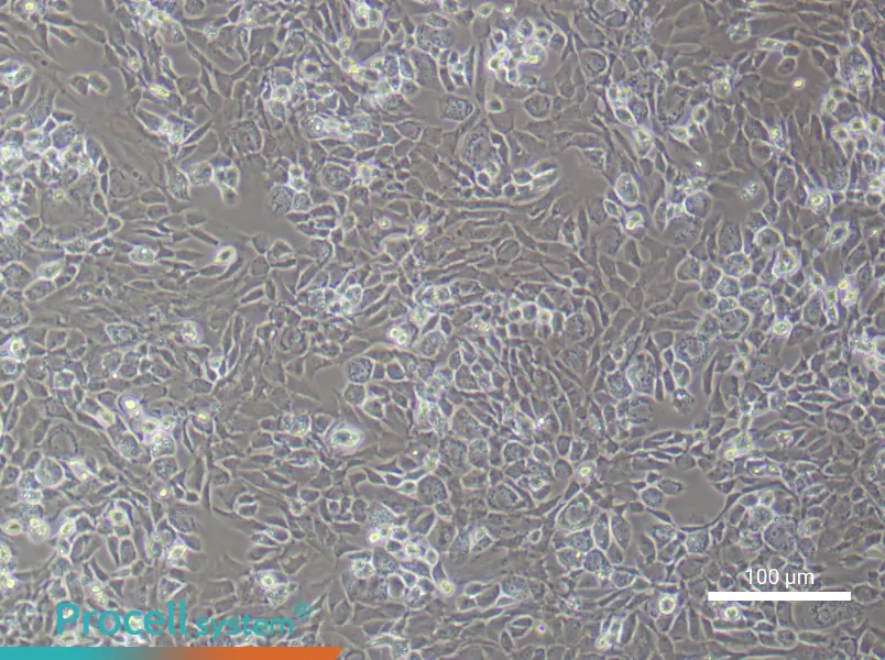 Rat Epiphyseal Chondrocyte Complete Medium - 2