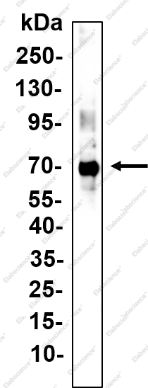 Recombinant Lamin B2 Monoclonal Antibody - 1
