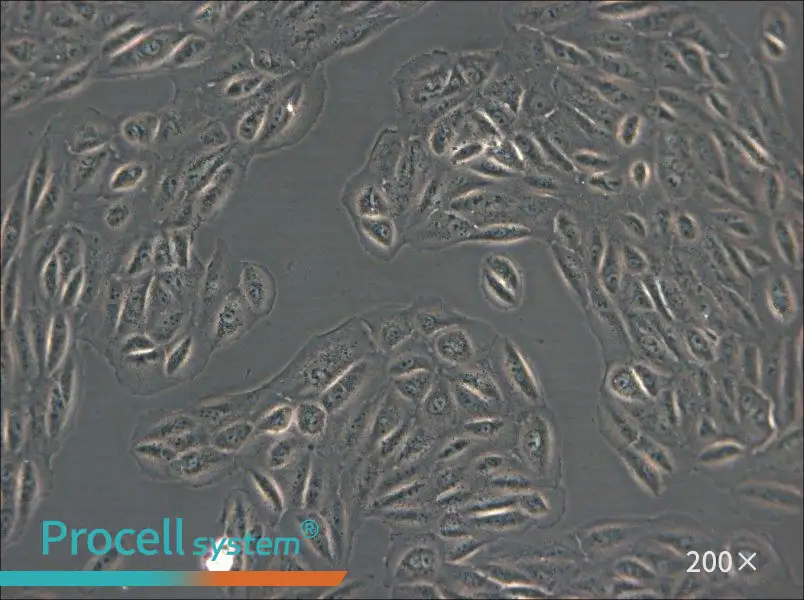 ARPE-19 Cell Complete Medium - small - 5