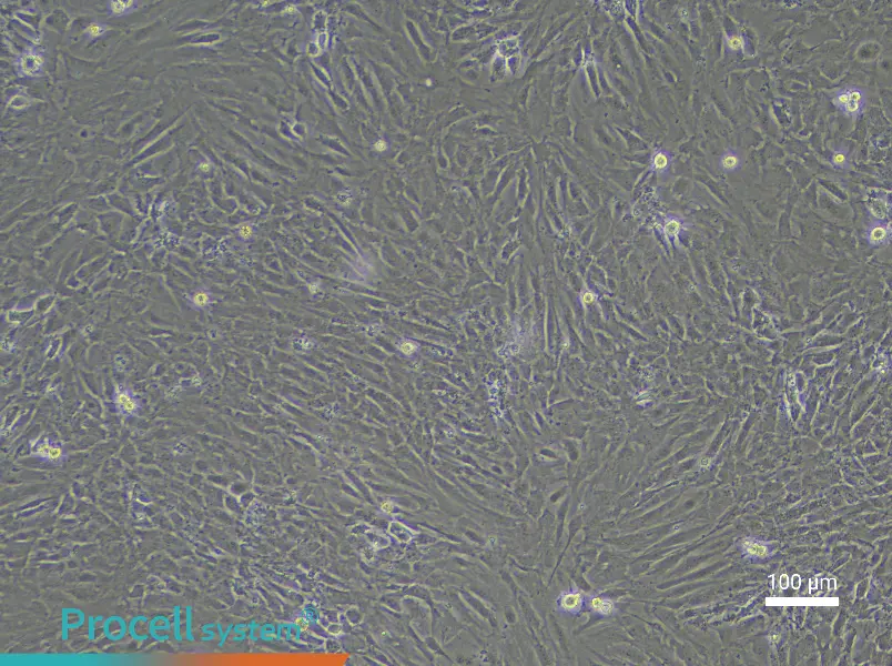 Mouse Embryonic Lung Fibroblast Complete Medium - 3