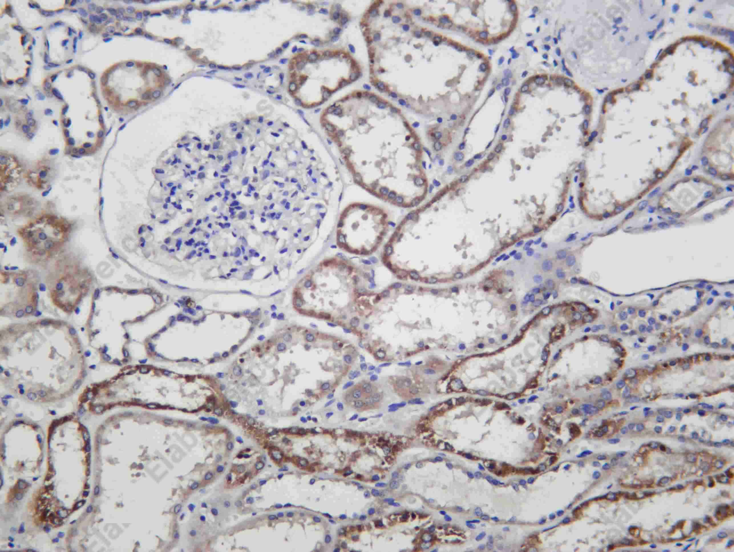Recombinant CREB3 Monoclonal Antibody - 1