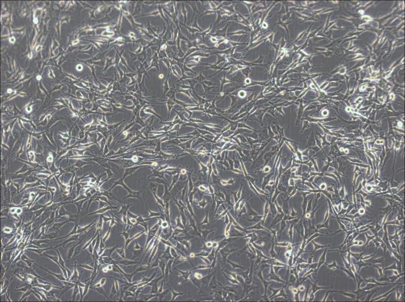 U-87 MG-LUC Cell Complete MediumU-87 MG-LUC Cell Complete Medium - 3