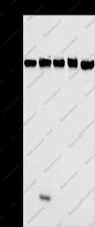 MATR3 Polyclonal Antibody - 1