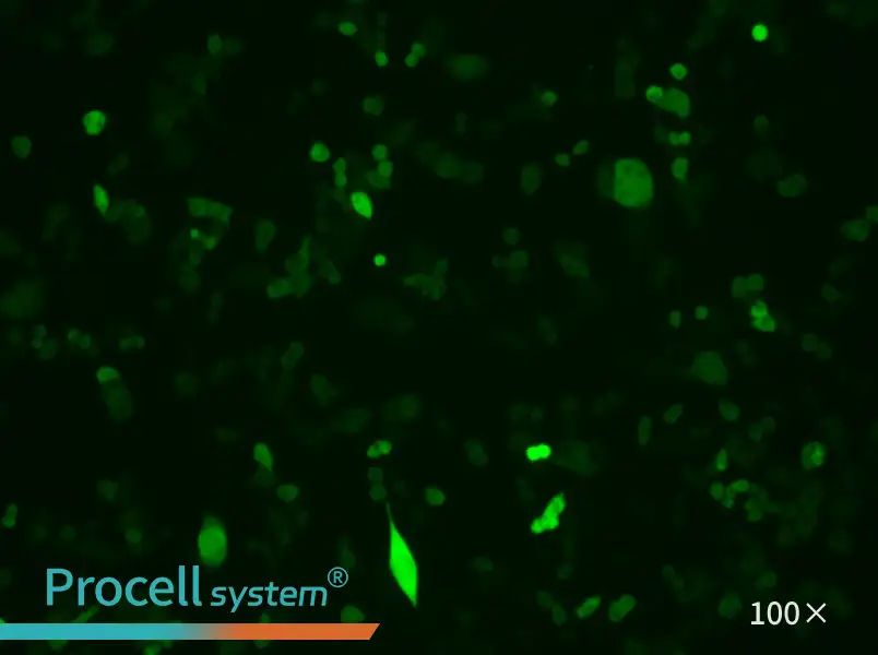 4T1-GFP Cell Complete Medium - 3