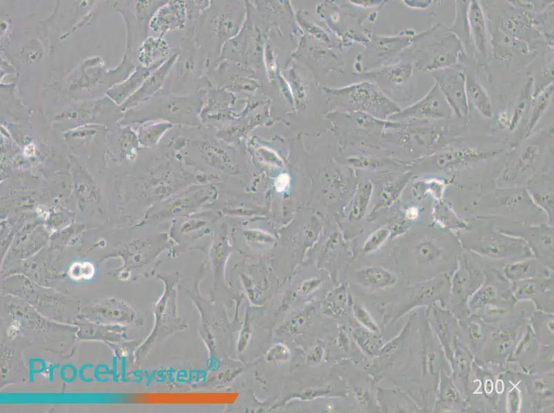 JHH-6 Cell Complete Medium - 5