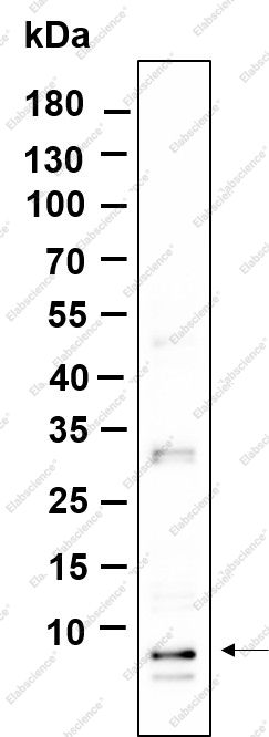Recombinant NOP10 Monoclonal Antibody - 1