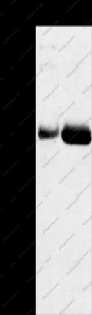 SAMD3 Polyclonal Antibody - 1