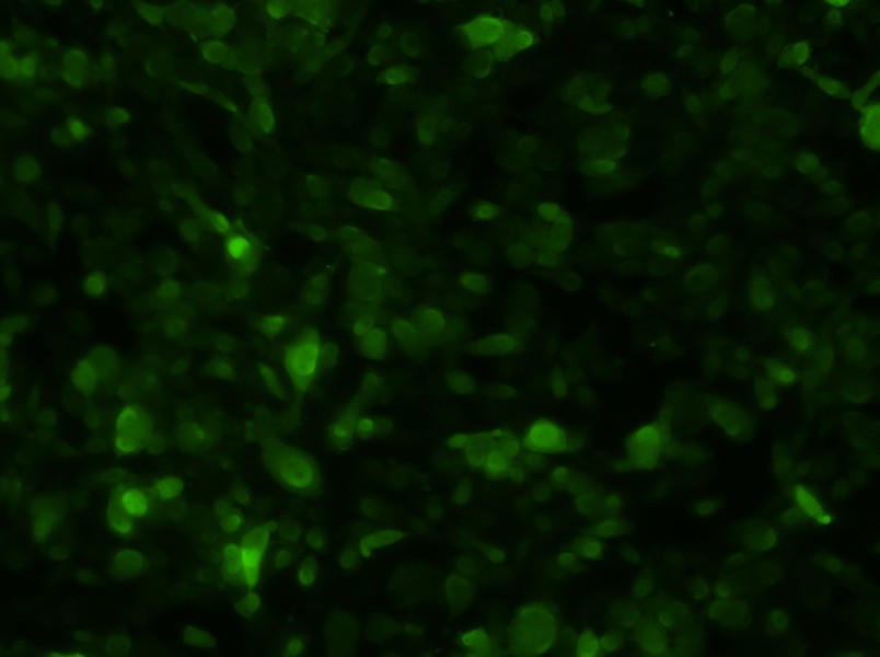 PC-3-GFP Cell Complete Medium-searchlist-1