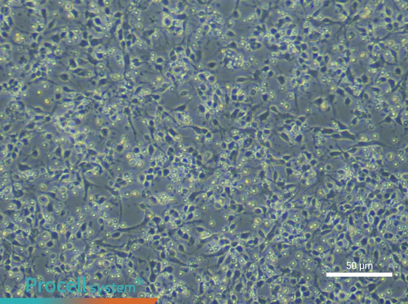 Mouse Dopamine Neuron Complete Medium - small - 5