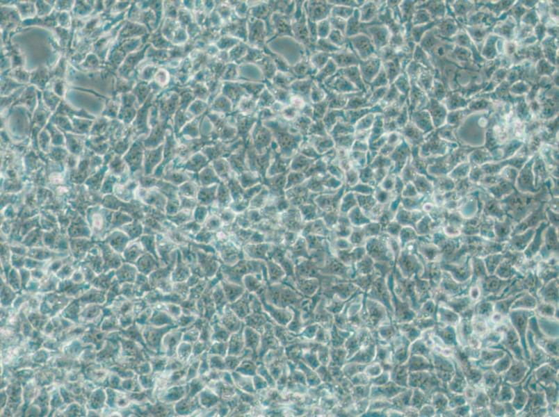 CAL-33 Cell Complete Medium - small - 5