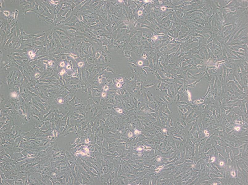 KHOS-240S Cell Complete Medium - 2