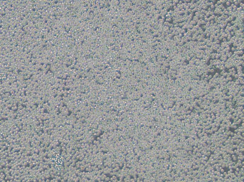 EOL-1 Cell Complete Medium-searchlist-1