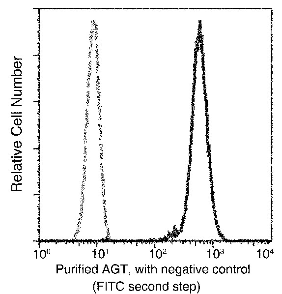 Recombinant SerpinA8/Angiotensinogen/AGT Monoclonal Antibody - small - 1