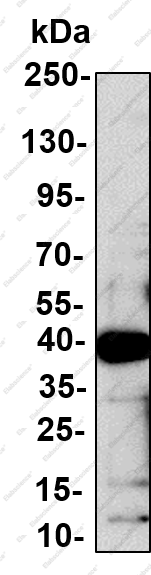 Recombinant IL-13 Monoclonal Antibody - 2