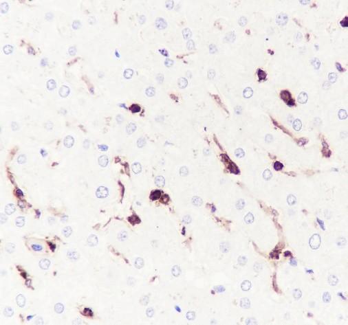 Recombinant LILRB1 Monoclonal Antibody-searchlist-2