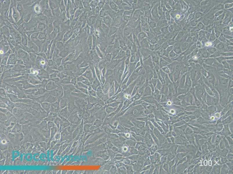 SW579 [SW-579] (L15) Cell Complete MediumSW579 [SW-579] (L15) Cell Complete Medium - 3