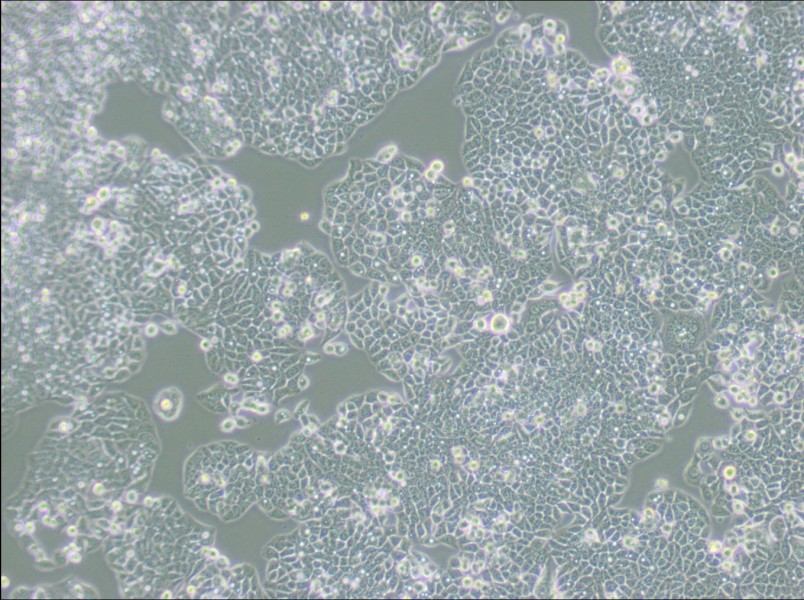 CX-1 Cell Complete Medium-searchlist-1