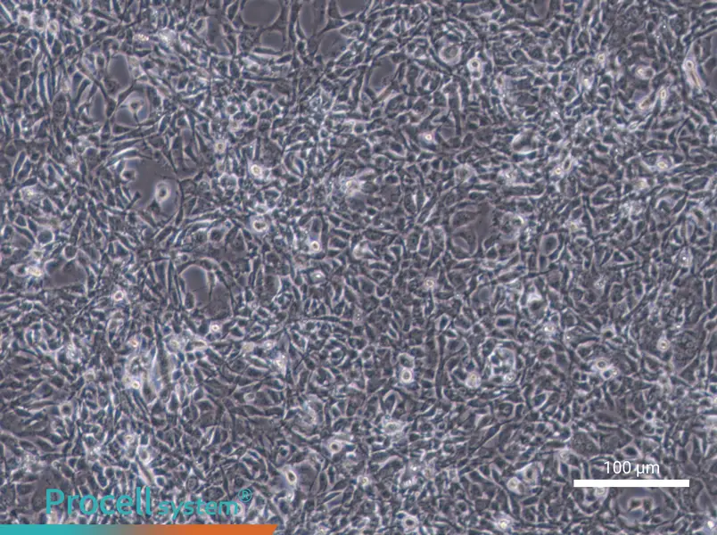 STO Cell Complete Medium - 1