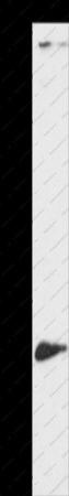 ATG10 Polyclonal Antibody - 1