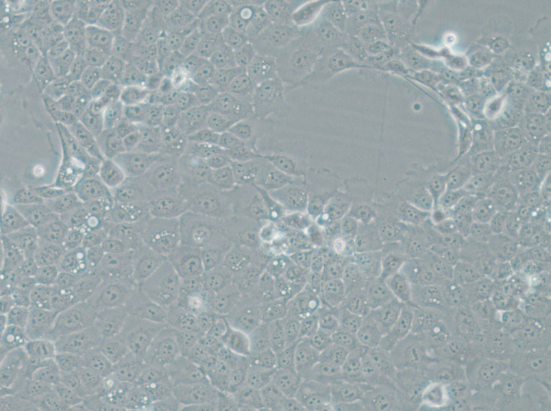 UM-SCC-1 Cell Complete Medium - 6