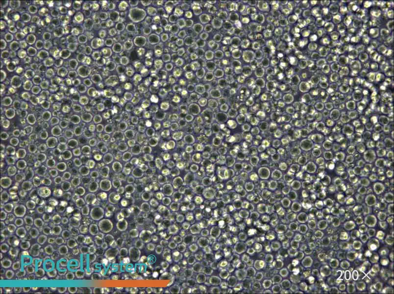 W6/32 Cell Complete Medium - 6