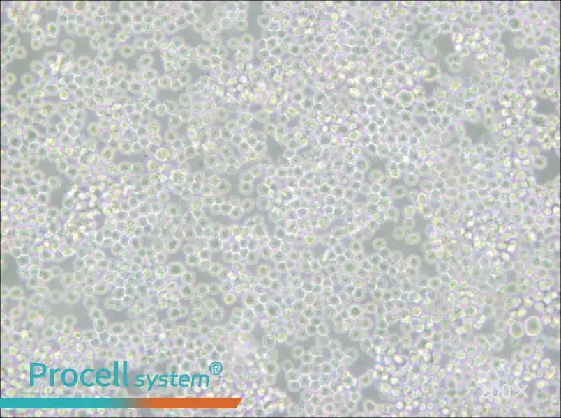 P3X63Ag8 Cell Complete Medium - 4