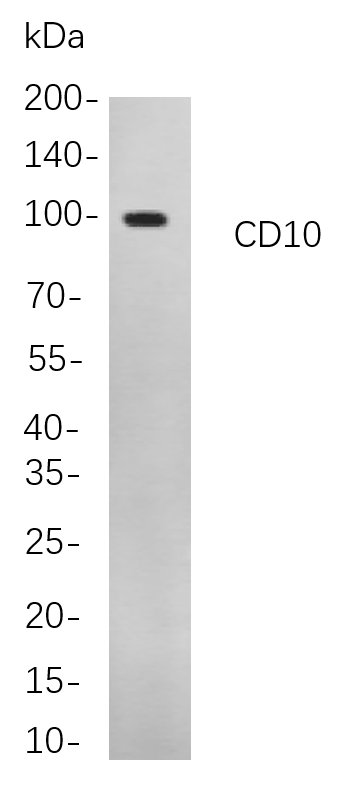 Recombinant CD10 Monoclonal Antibody-searchlist-1