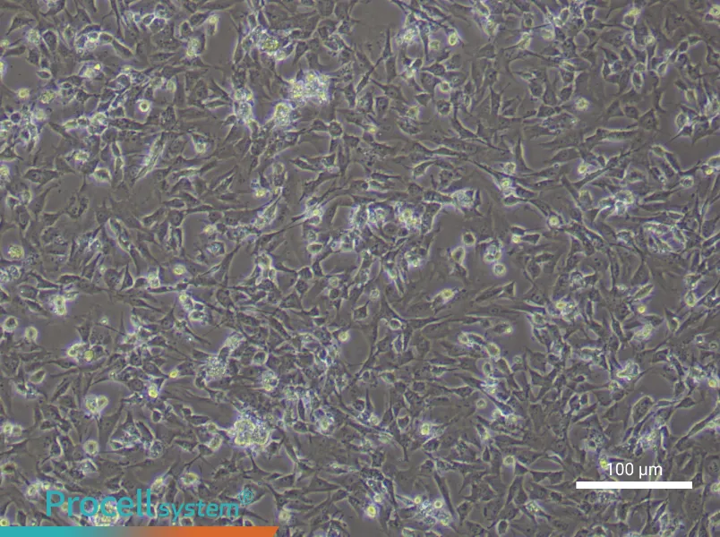 Rat Dermal FibroblastsRat Dermal Fibroblasts - 3