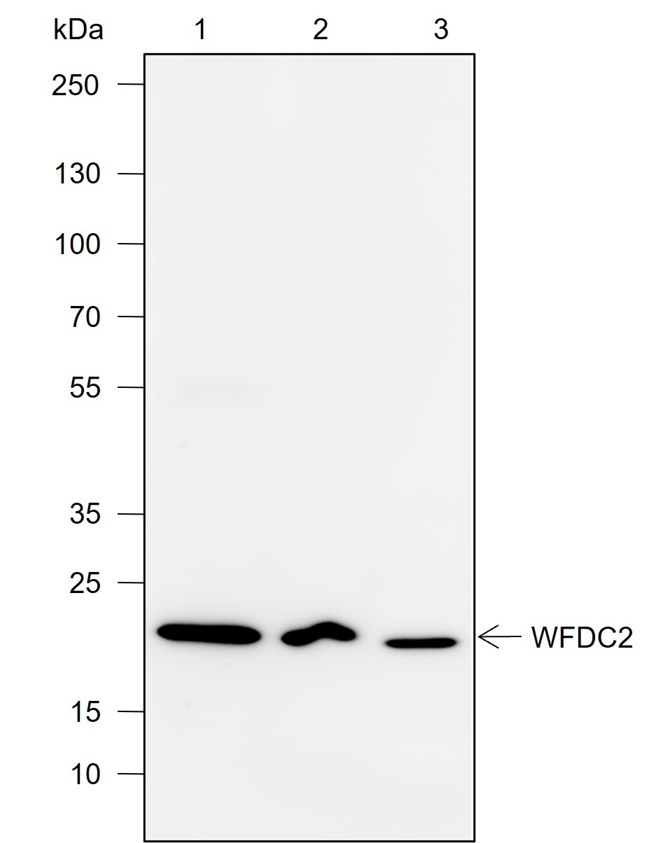 Recombinant WFDC2 Monoclonal Antibody-searchlist-1