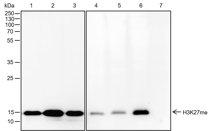 Recombinant Hisotne H3 (Mono Methyl Lys27) Monoclonal Antibody - small - 1
