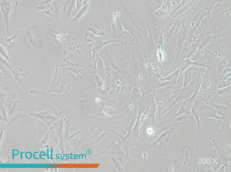 NCI-H1648 Cell Complete Medium - small - 6