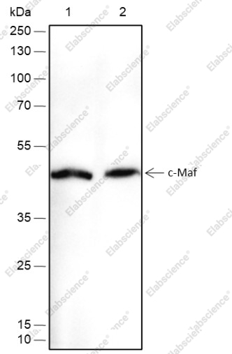 Recombinant c-Maf Monoclonal Antibody - 1