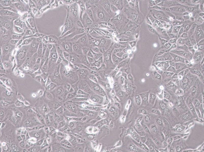 ACT-1 Cell Complete Medium-searchlist-1