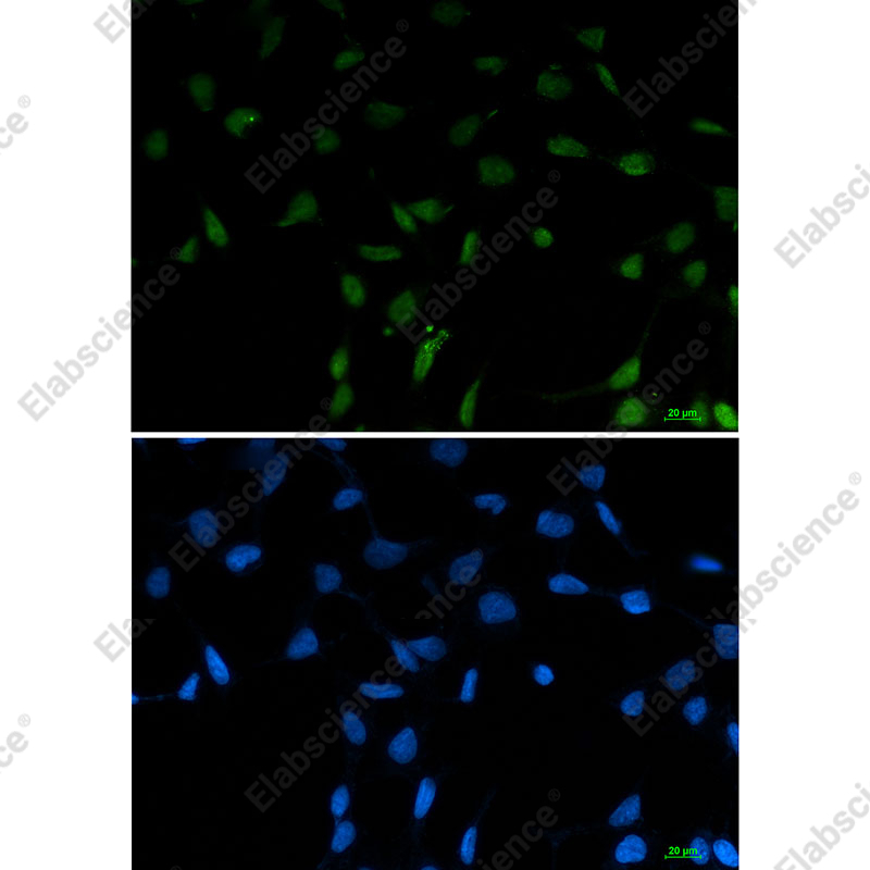 Recombinant SFPQ Monoclonal Antibody - 2